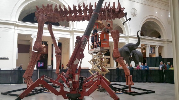The largest dinosaur in existence now stands at the Field Museum. Spydercrane helped make it happen.